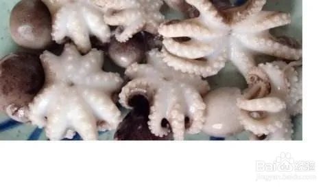 短蛸的分辨详细方法