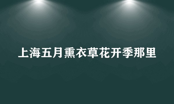 上海五月熏衣草花开季那里