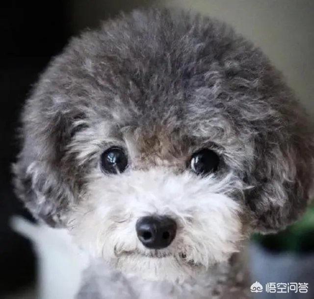 现存的狗狗有450多种,常见的有哪些呢?
