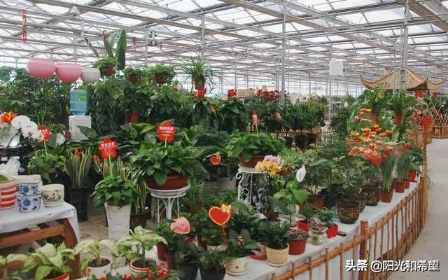 花卉批发一般去哪里呢?