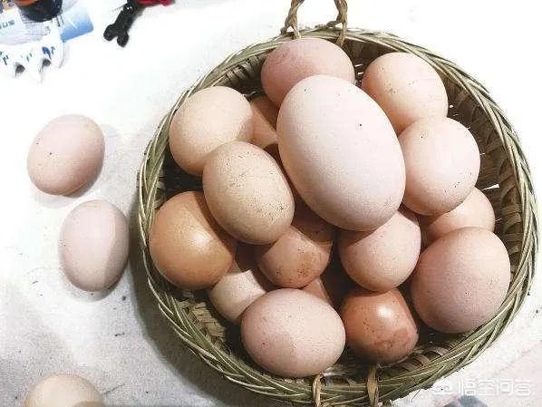 鸡为什么会下双黄蛋?