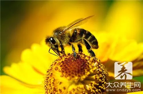 什么是蜂胶怎么形成的