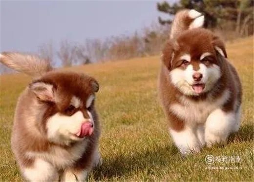 阿拉斯加犬性格