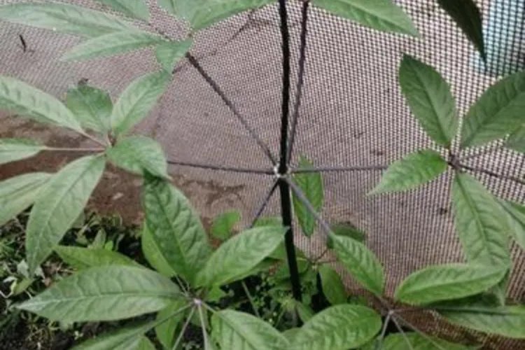 竹节参图片