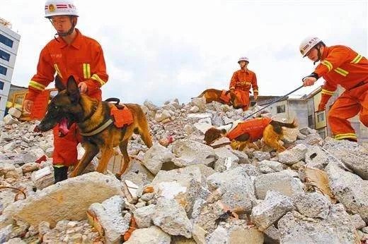 退役搜救犬不愿离开,这是否是人与自然和谐的一种表现?