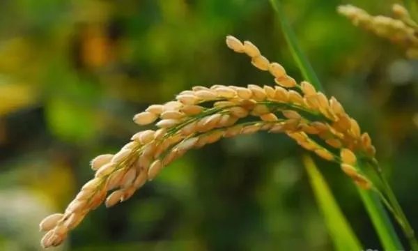 袁隆平团队沙漠海水稻再丰收,有那些值得我们关注的地方?