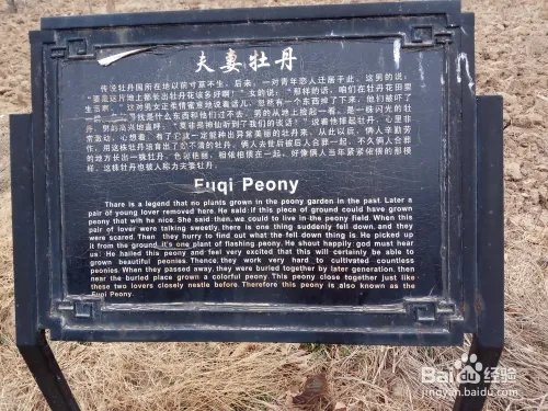 游玩菏泽牡丹园攻略(近期)