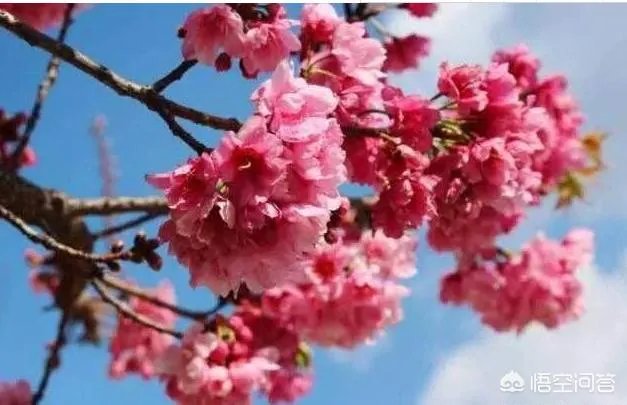 大理大学的樱花真的很多吗?好看吗?
