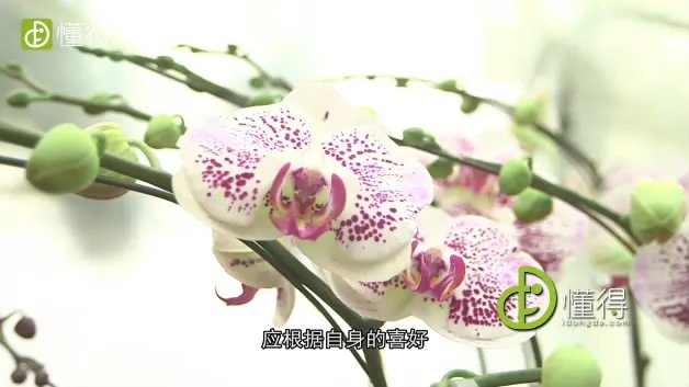 蝴蝶兰价格