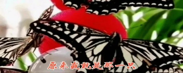 酒醉的蝴蝶简谱 和弦 这首歌的演唱者是他