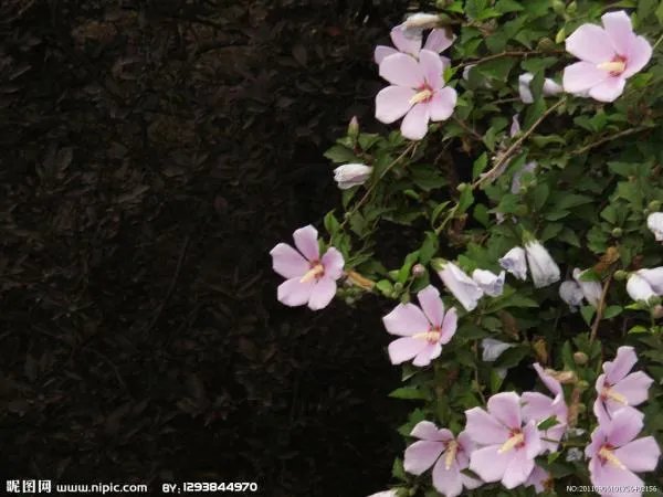 木槿花的图片和花语。