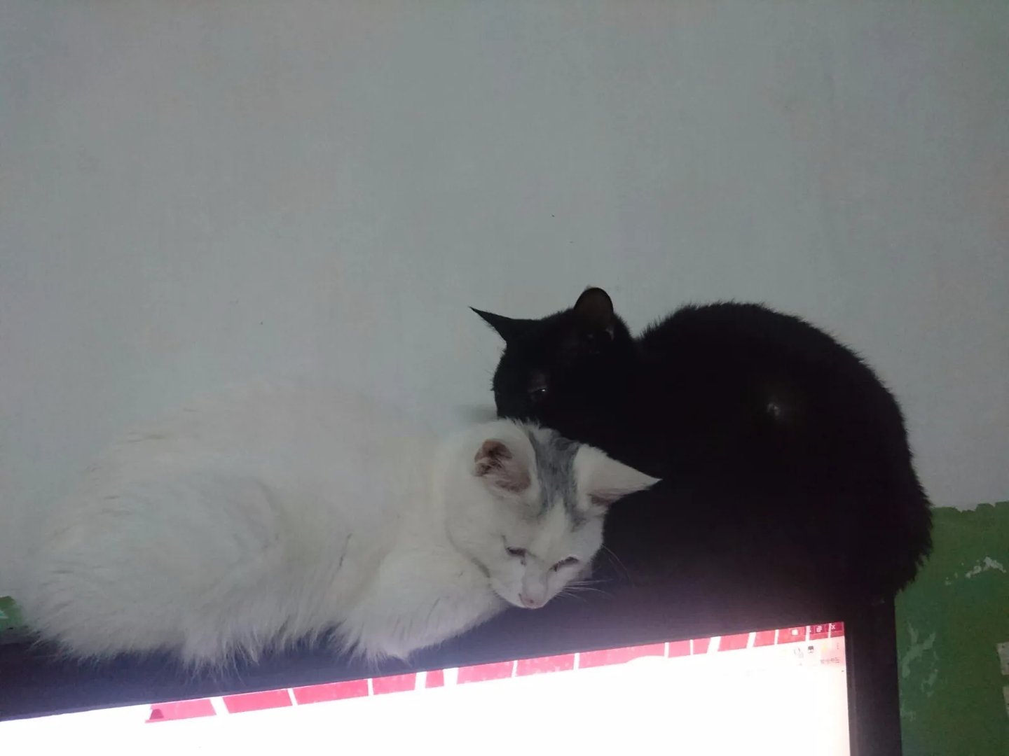 我朋友送我只猫，说是土耳其安哥拉猫，说是很珍贵，大家帮我看看是不是真的，