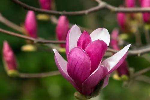 “养活一团春意思，撑起两根穷骨头”是什么意思