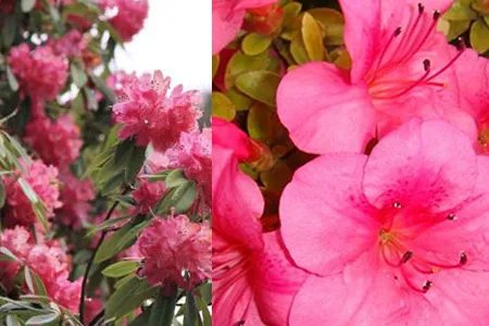 杜鹃花什么时候开