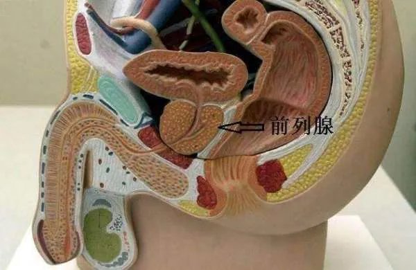 前列腺图片