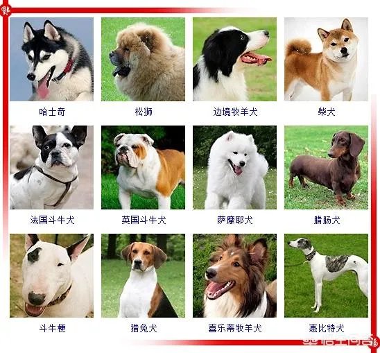 现存的狗狗有450多种,常见的有哪些呢?