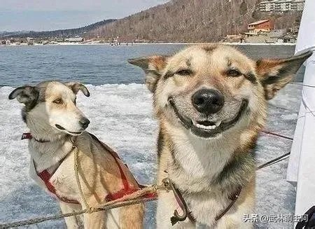 莱卡犬怎么样？