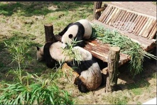 南京红山动物园疫情亏损三千万,为何红山的艰难会让大家如此揪心?