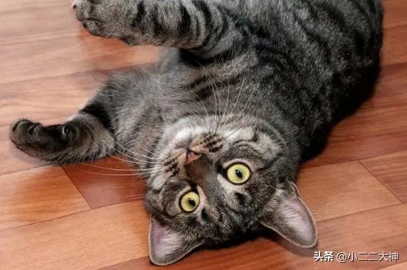 训练猫的基本方法？