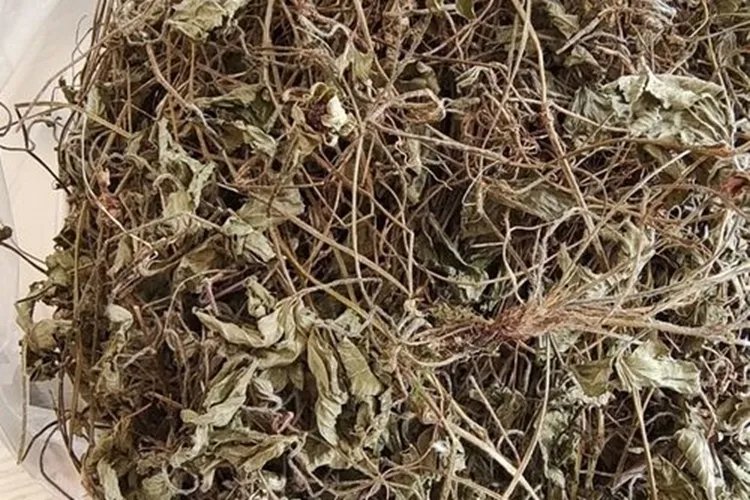 蛇含草的功效与作用图片