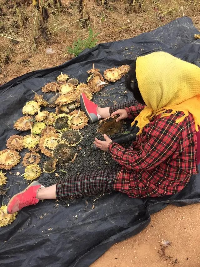 葫芦岛的东戴河和北戴河有啥关系吗?