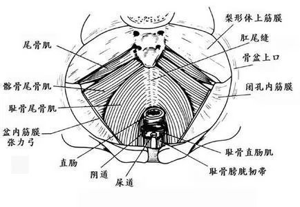疯狂减肥肌肉溶解是真的吗?