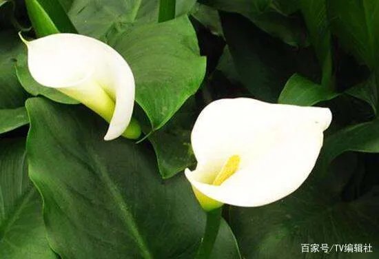 马蹄莲有毒吗?马蹄莲适合室内养吗?