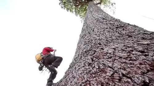 刷新了纪录!中国最高树木83.4米,有28层楼高!第二高在哪里?