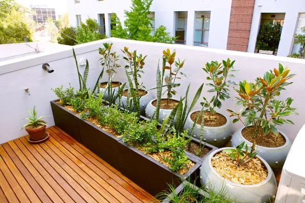 这10种花寓意幸福团圆,过年过节家里一定要种!
