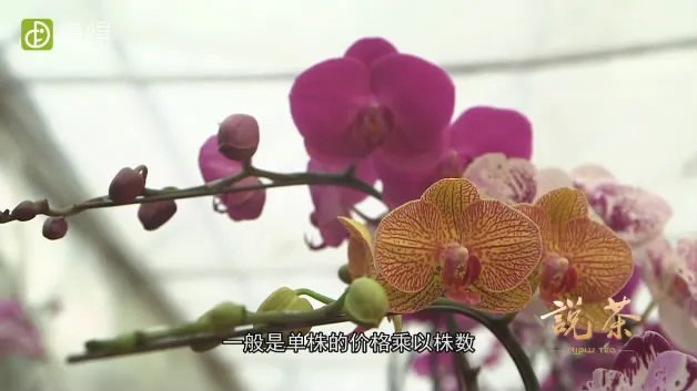 蝴蝶兰价格