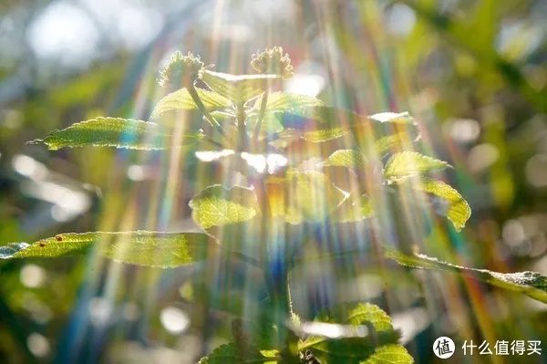 摄影器材 篇一:索尼微单nex6十万快门有感 多个镜头评测