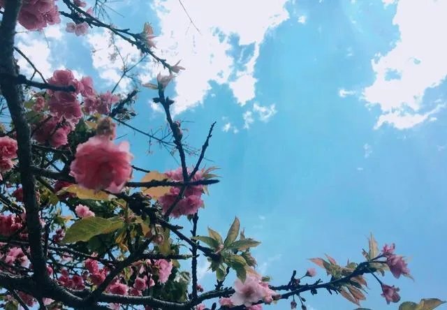 大理大学的樱花真的很多吗?好看吗?