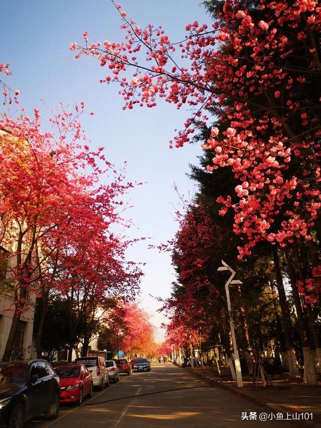 大理大学的樱花真的很多吗?好看吗?