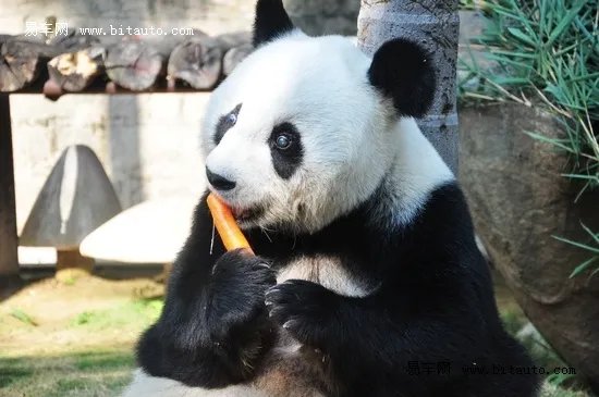 熊猫母子染病去世熊猫一般可以活多久?