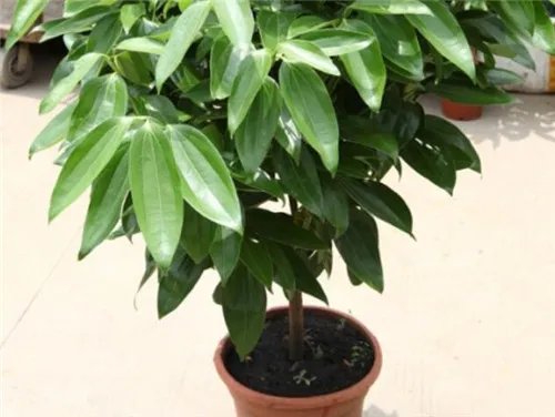 室内盆栽植物大全 五种适宜室内栽种的植物