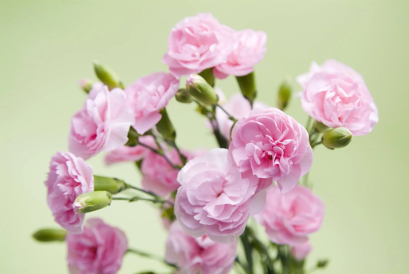 给老师送什么花比较好 不同的花代表不同的寓意