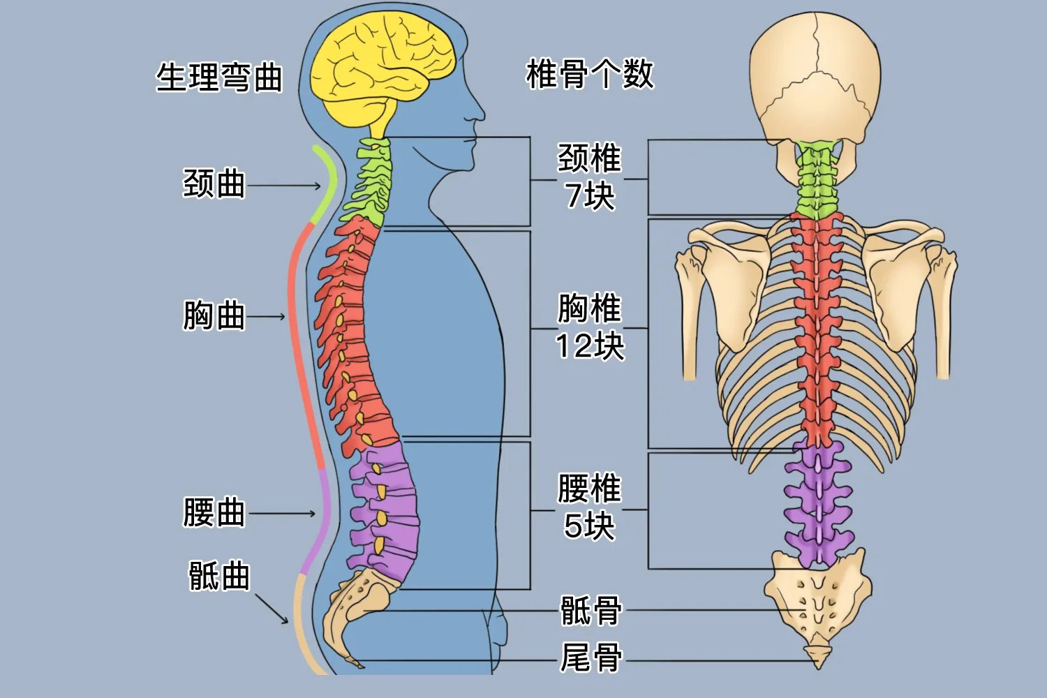 正常人的生理曲度示意图