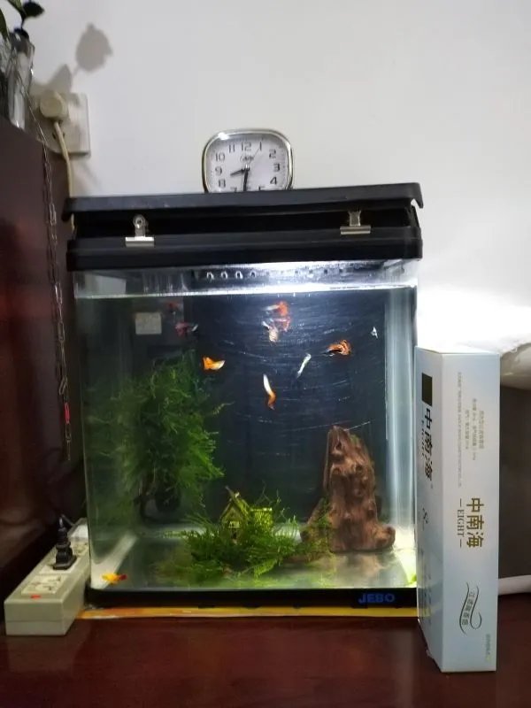 孔雀鱼怎么分辨公母