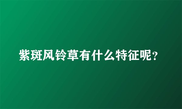 紫斑风铃草有什么特征呢？