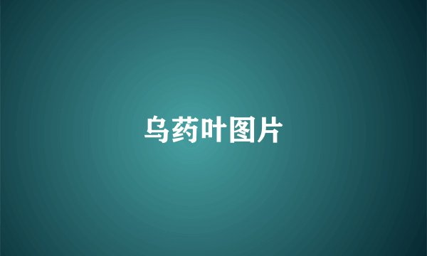 乌药叶图片