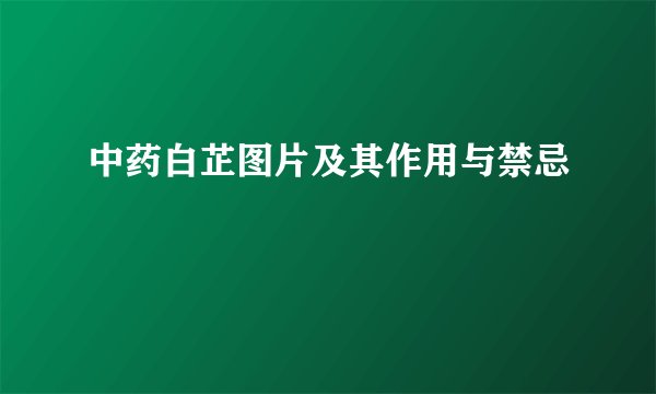 中药白芷图片及其作用与禁忌