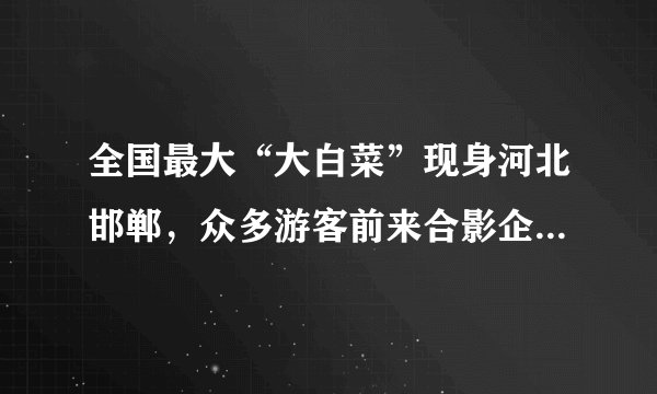 全国最大“大白菜”现身河北邯郸，众多游客前来合影企望百财聚来