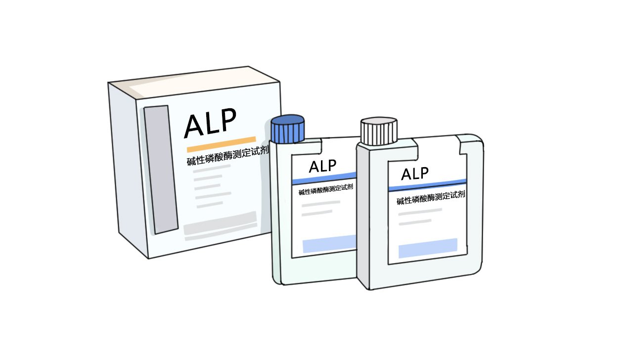碱性磷酸酶（ALP）
