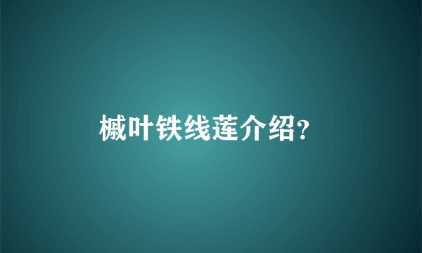 槭叶铁线莲介绍?