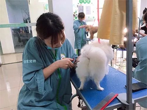 宠物美容师培训班多少钱?