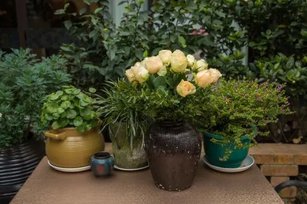 这10种花寓意幸福团圆,过年过节家里一定要种!