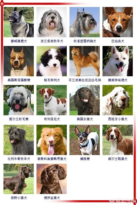 现存的狗狗有450多种,常见的有哪些呢?