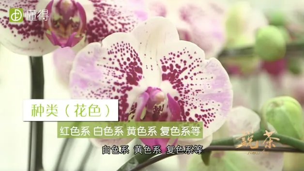 蝴蝶兰价格
