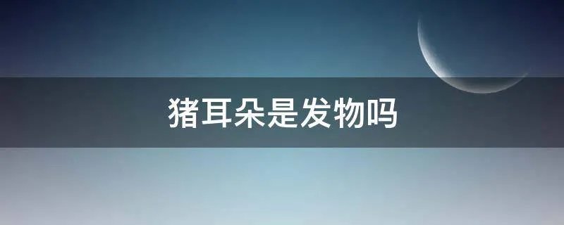 猪耳朵是发物吗