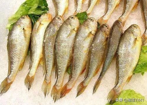 上海人为什么喜欢吃黄鱼面?